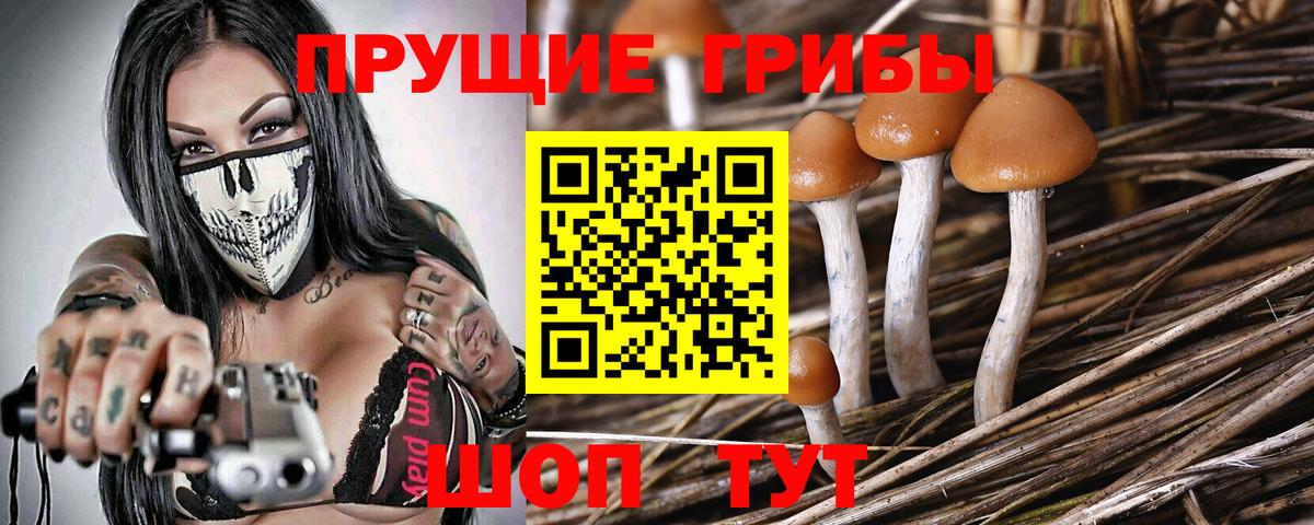 Псилоцибиновые грибы GOLDEN TEACHER Саранск